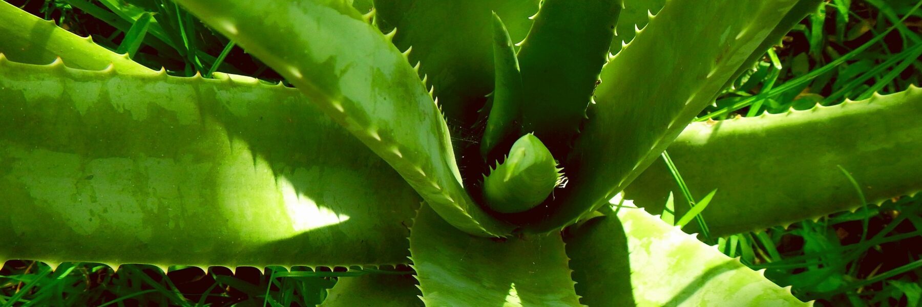 Aloe Vera