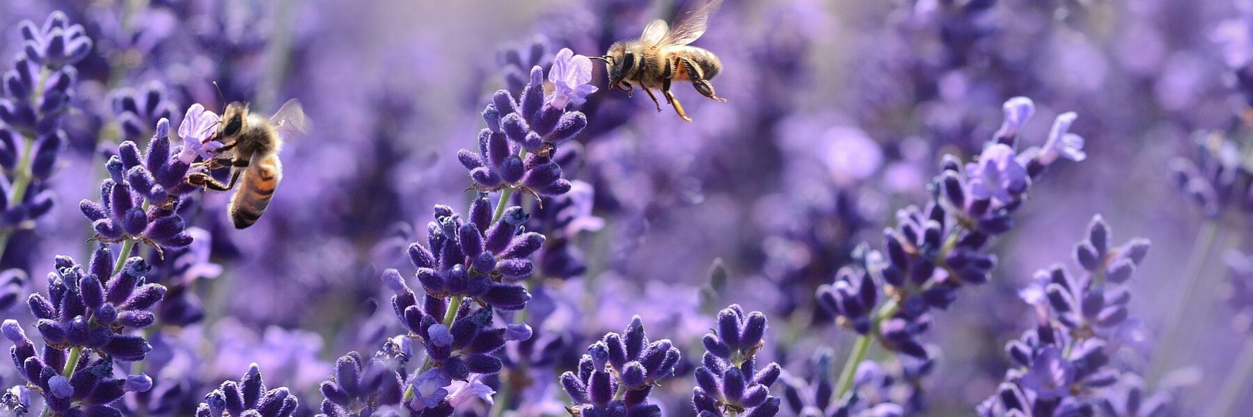 Lavendel